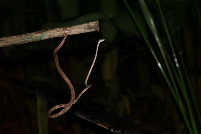 Brown blunt-headed vine snake (Imantodes cenchoa), Lapa Rios.