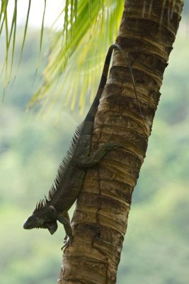 Green iguana (Iguana iguana), Lapa Rios.