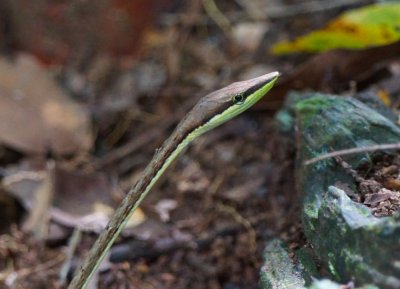 Brown vine snake (Oxybelis aeneus), Lapa Rios.