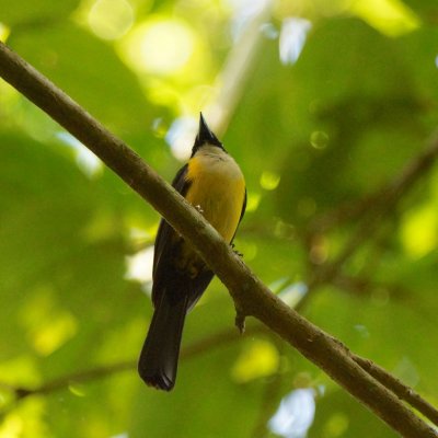 White throated shrike tanager, Corcovado.