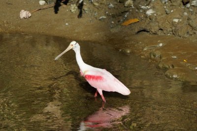 Roseate spoonbill (Platalea ajaja), Lapa Rios.