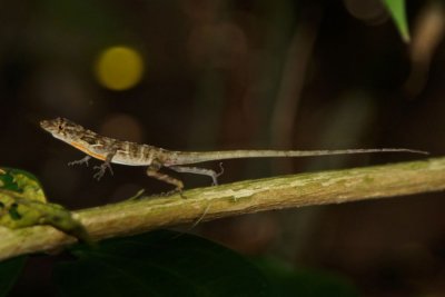 Male anole, Lapa Rios.