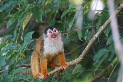 Squirrel monkey 2.jpg