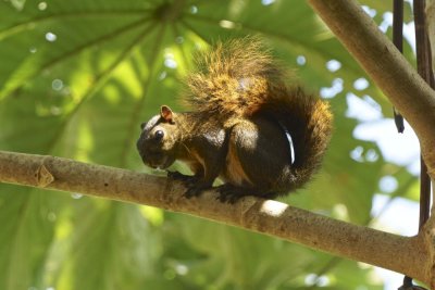 Red-tailed squirrel, Lapa Rios.