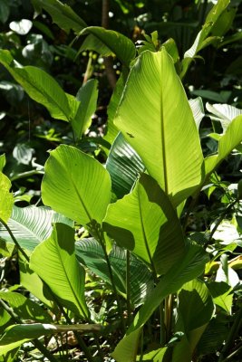 Leaves, Corcovado.