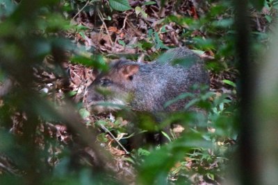 Peccary in the undergrowth (easily spooked), Lapa Rios.