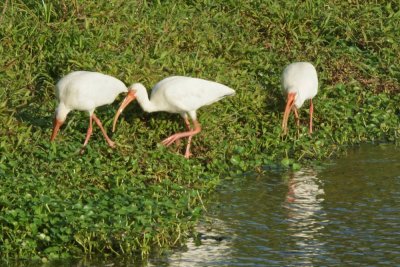 White ibis.jpg