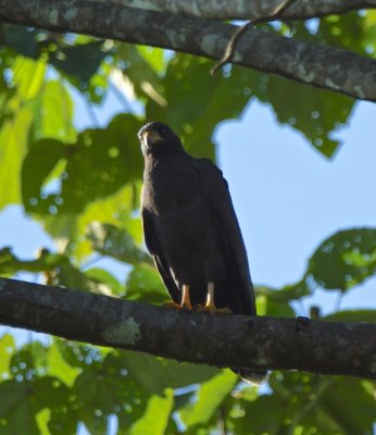 Black hawk (Buteogallus anthracinus), Lapa Rios.