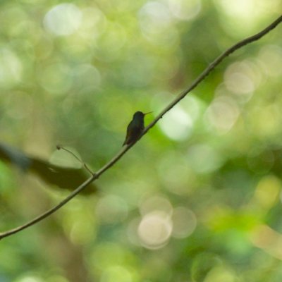 Hummingbird, Blue-throated goldentail (Hylocharis eliciae), Lapa Rios.