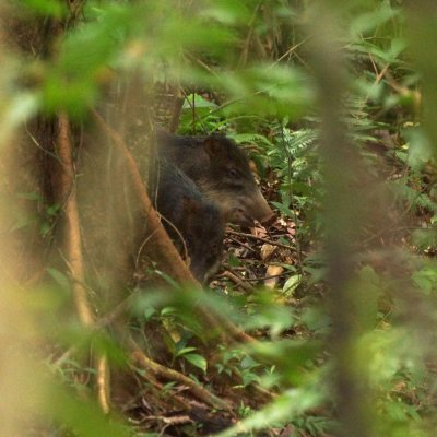 Peccaries in the undergrowth (easily spooked), Lapa Rios.