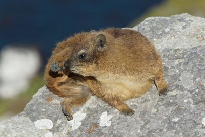 Dassie at the Cape of Good Hope