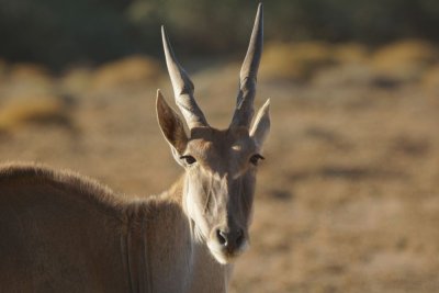 The face of the eland