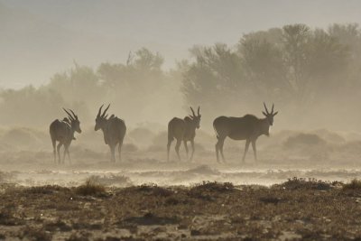 Elands in the late afternoon