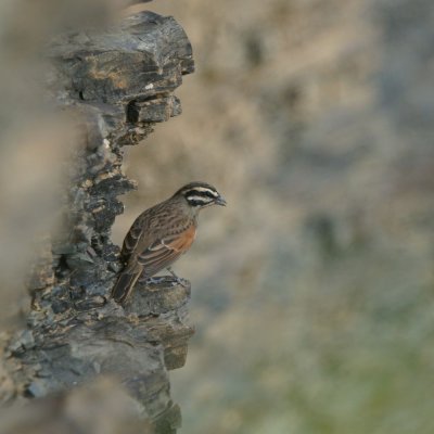 Cape bunting on the cliff