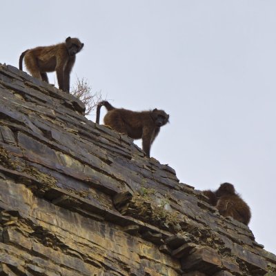 Baboons are curious