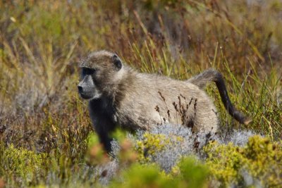 Baboon in the fynbos