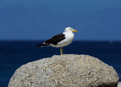 Boulders gull