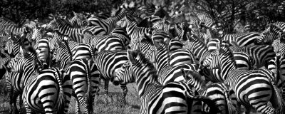 Tanzania Zebras