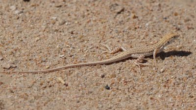 Fringe toed lizard (Acanthodactylus), Huqf