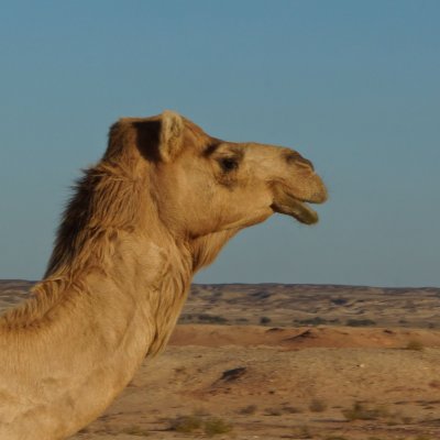 Camel, Huqf