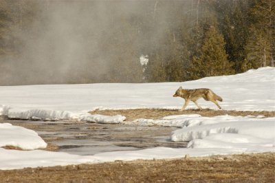 Yellowstone