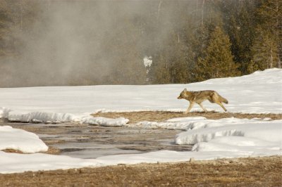 Yellowstone