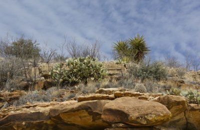 Prickly plants