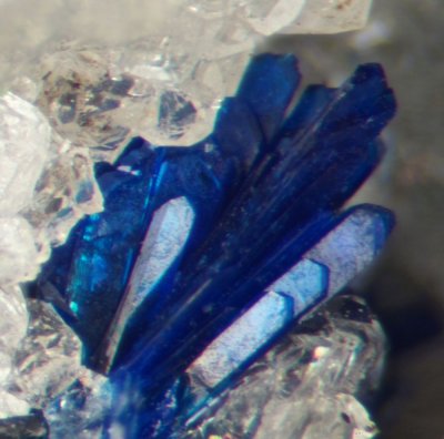 Azurite crystals to about 1.5 mm on 2 cm quartz matrix. Cumpston Hill, Mallerstang, Cumbria.