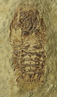 Perimecturus rapax,  64 mm in micrite. Bear Gulch, Fergus County, Montana, USA.