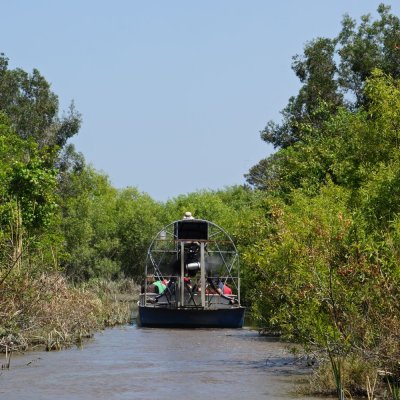 Everglades green