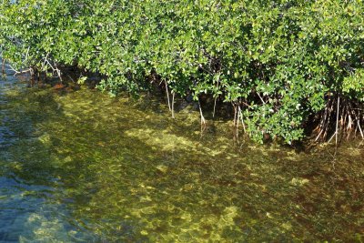 Key Largo mangroves