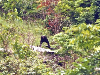 Chimpanzee. La Lopé. 29/10/95.