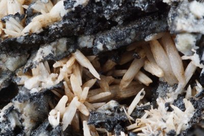 Cerussite crystals to about 1 cm on 45 mm matrix. Park Burn Mine, Westgate, Weardale, Co Durham.