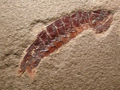 Tyrannophontes theridion, a complete 38 mm shrimp. Heath Shale Formation. Bear Gulch Limestone. Bear Gulch, Fergus County, Monta