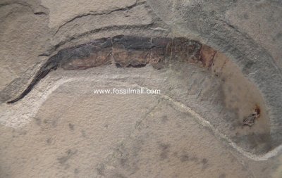 Sairocaris centurion, 145 mm. Heath Shale Formation. Bear Gulch Limestone. Bear Gulch, Fergus County, Montana, USA.