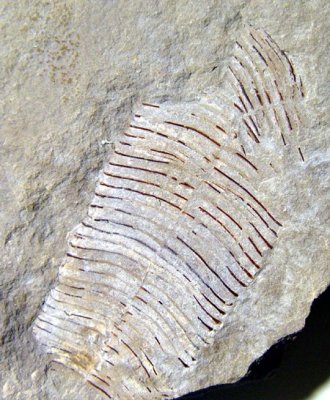 Conularia,  65 mm in micrite. Bear Gulch, Fergus County, Montana, USA.