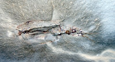 Dithyrocaris, a complete 7 cm phyllocarid. Heath Shale Formation. Bear Gulch Limestone. Bear Gulch, Fergus County, Montana, USA.