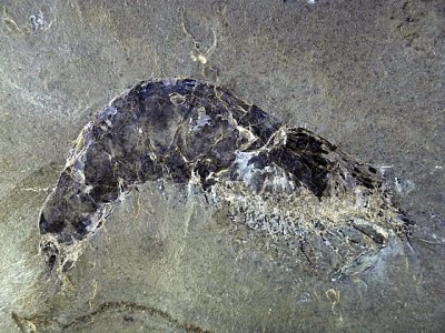 Aenigmacaris cornigerum, a complete 10 cm shrimp. Heath Shale Formation. Bear Gulch Limestone. Bear Gulch, Fergus County, Montan