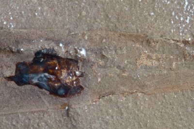 Orthoceras, 128 mm in micrite. Bear Gulch, Fergus County, Montana, USA.