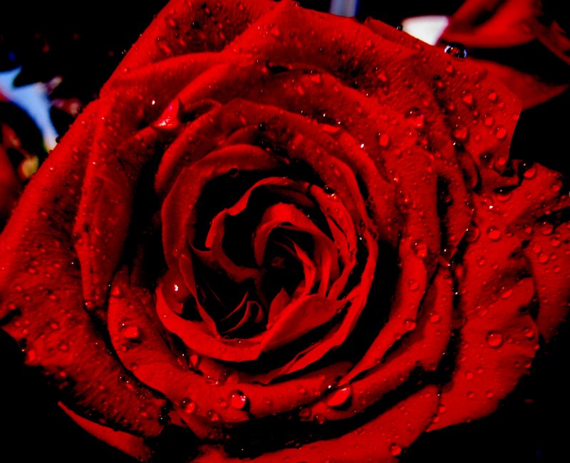 My  Red Valentine 2013