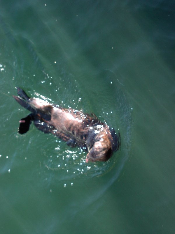 Sea Otter 