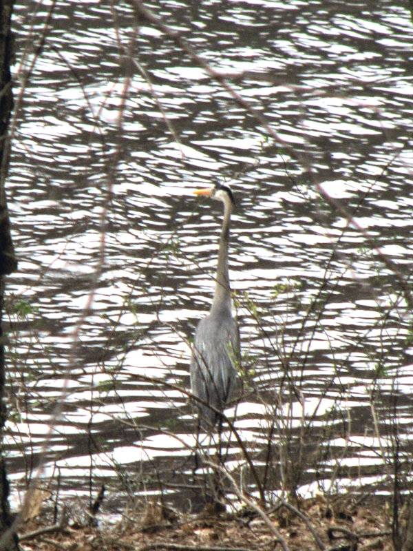 Blue Heron