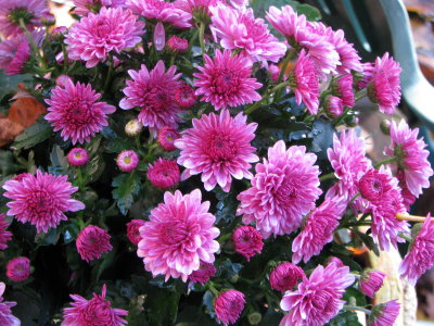 Fall Mums