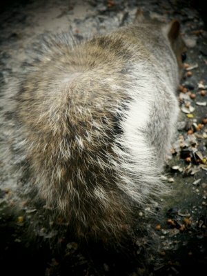 A Squirrel's Tail