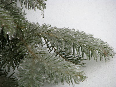 Frozen Pine Tree 
