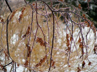 Frozen Branches