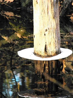 Tree with Tutu