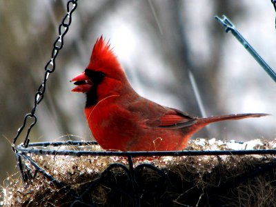 Cardinal