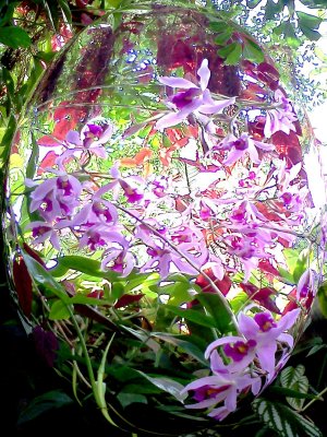 Orchid Riot