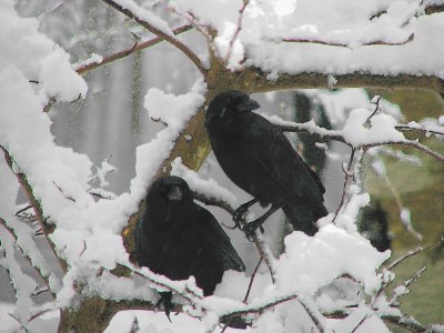 Two Crows